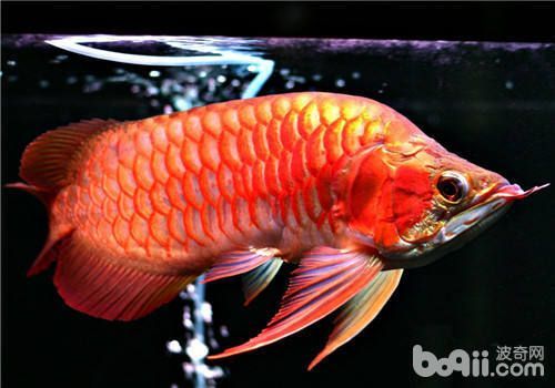 龍魚疾病表現有哪些特點圖片大全及治療：龍魚白點病的早期預防