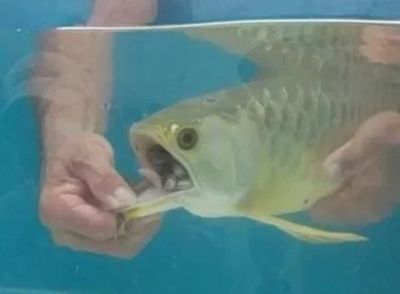 如何挑選金龍魚幼魚品種呢（如何挑選金龍魚幼魚品種） 如何挑選金龍魚幼魚品種呢（如何挑選金龍魚幼魚品種） 龍魚百科 第3張