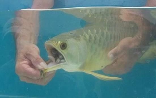 如何挑選金龍魚幼魚品種呢（如何挑選金龍魚幼魚品種） 如何挑選金龍魚幼魚品種呢（如何挑選金龍魚幼魚品種） 龍魚百科 第1張