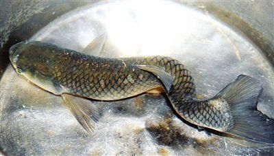 龍魚尾巴長白點怎么辦：如何處理龍魚尾巴長白點的問題