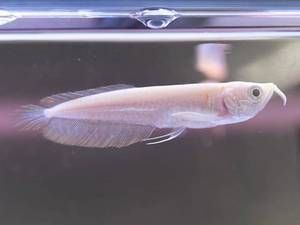 雪龍魚專用飼料購買渠道：雪龍魚專用飼料品牌推薦,水族館專用飼料購買指南