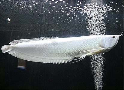 銀龍魚能長多大活多久 銀龍魚能長多大活多久 龍魚百科 第1張