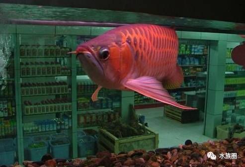 金龍魚凸眼怎么回事(金龍魚凸眼可能由多種因素引起,) 龍魚百科 第4張 金龍魚凸眼怎么回事(金龍魚凸眼可能由多種因素引起,) 金龍魚凸眼怎么回事(金龍魚凸眼可能由多種因素引起,) 龍魚百科 第4張