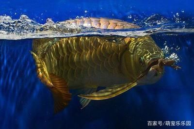 龍魚(yú)受驚嚇的解決方法：龍魚(yú)受到驚嚇怎么辦