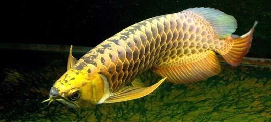 龍魚(yú)受驚嚇的解決方法：龍魚(yú)受到驚嚇怎么辦