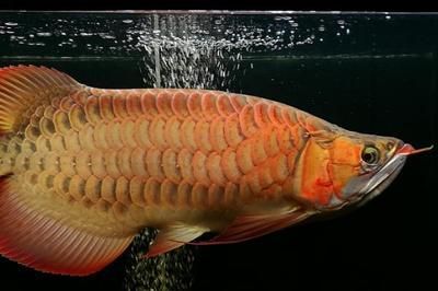 40以上的龍魚幾天喂一次食（40厘米以上的龍魚喂養頻率應該相對降低，以避免肥胖或其他健康問題）