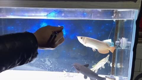 龍魚喂活食怎么消毒最好的方法:龍魚喂活食怎么消毒 龍魚百科 第2張 龍魚喂活食怎么消毒最好的方法:龍魚喂活食怎么消毒 龍魚喂活食怎么消毒最好的方法:龍魚喂活食怎么消毒 龍魚百科 第2張