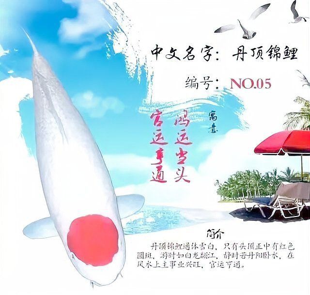 錦鯉最吉利的四個顏色