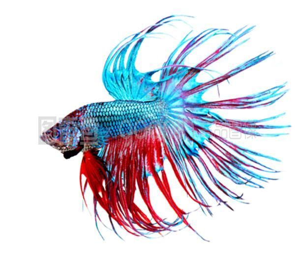 龍魚混七彩：龍魚和七彩神仙魚可以混養嗎