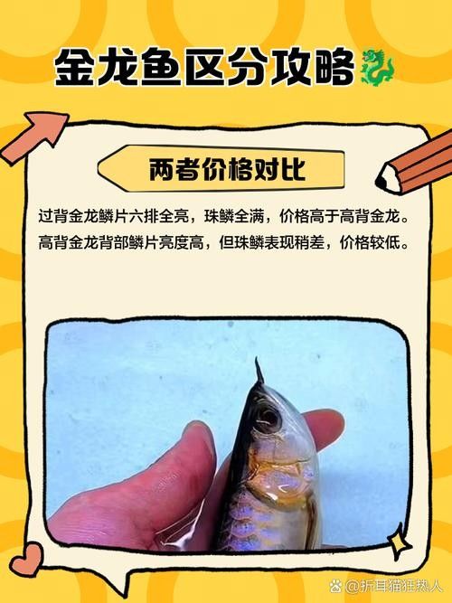 龍魚是什么品種圖片 龍魚是什么品種圖片 龍魚百科 第22張