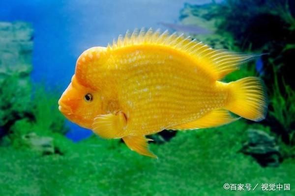 選購觀賞魚時應注意哪些細節:如何選購觀賞魚 龍魚百科 第3張 選購觀賞魚時應注意哪些細節:如何選購觀賞魚 選購觀賞魚時應注意哪些細節:如何選購觀賞魚 龍魚百科 第3張