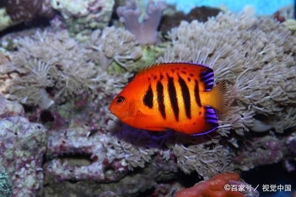 選購觀賞魚時應注意哪些細節:如何選購觀賞魚 龍魚百科 第4張 選購觀賞魚時應注意哪些細節:如何選購觀賞魚 選購觀賞魚時應注意哪些細節:如何選購觀賞魚 龍魚百科 第4張