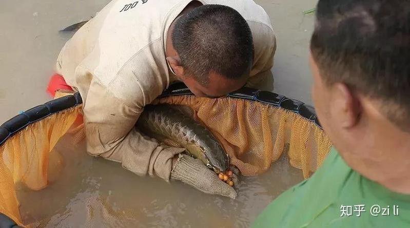 如何在攝圖網找到龍魚壁紙？
