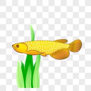 如何在攝圖網找到龍魚壁紙？