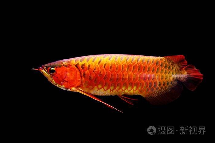 如何在攝圖網找到龍魚壁紙？