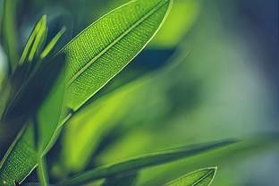 天山龍魚是不是狗魚的一種