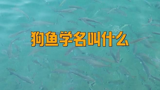 天山龍魚是不是狗魚的一種