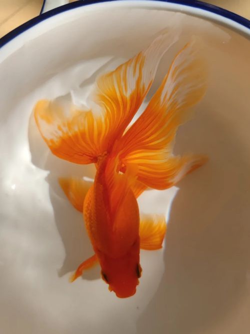 十大最漂亮金魚圖片
