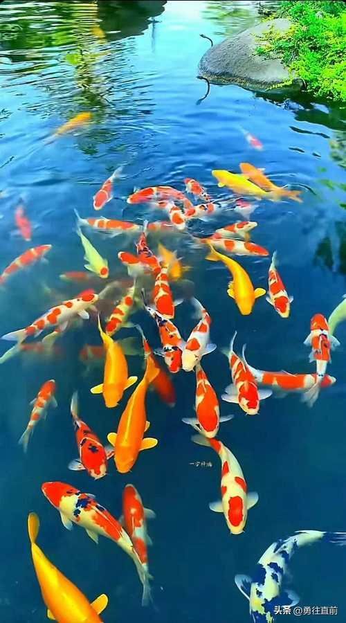 十大最漂亮金魚圖片