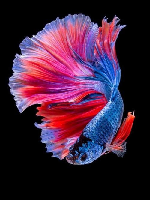 十大最漂亮金魚圖片