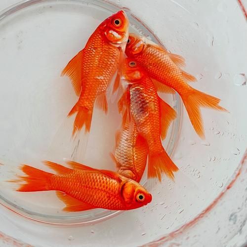 十大最漂亮金魚圖片