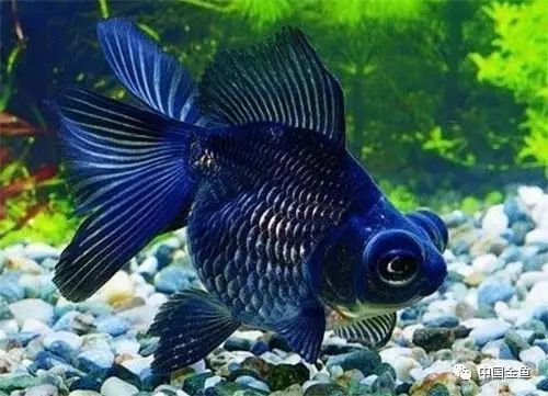 十大最漂亮金魚圖片