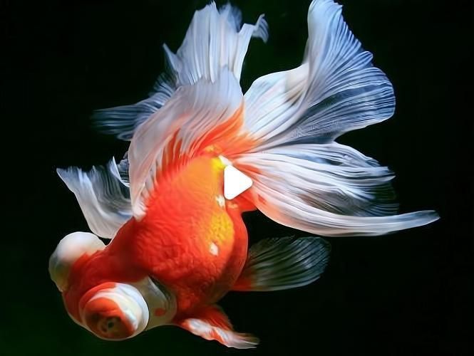十大最漂亮金魚圖片