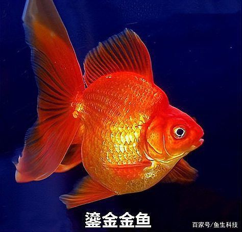 十大最漂亮金魚圖片