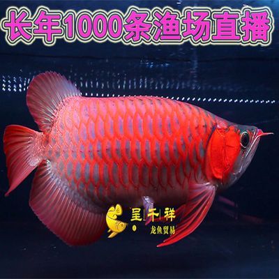 龍魚漁場四大品牌是什么意思啊：關于龍魚漁場的四大品牌 龍魚漁場四大品牌是什么意思啊：關于龍魚漁場的四大品牌 龍魚百科 第1張