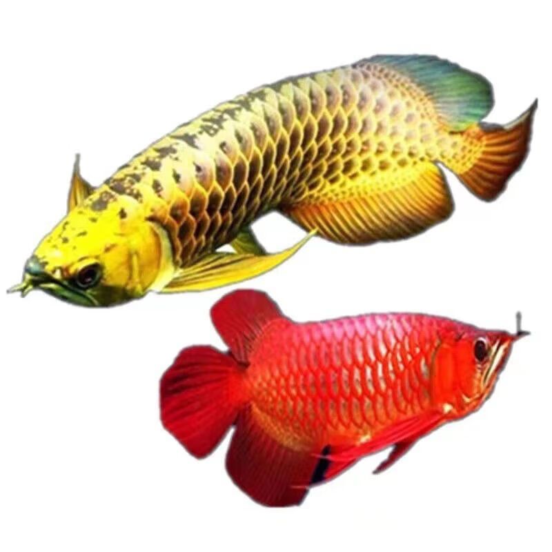 龍魚漁場四大品牌是什么意思啊：關于龍魚漁場的四大品牌 龍魚漁場四大品牌是什么意思啊：關于龍魚漁場的四大品牌 龍魚百科 第3張