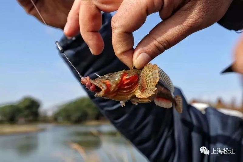 老虎魚鱸魚