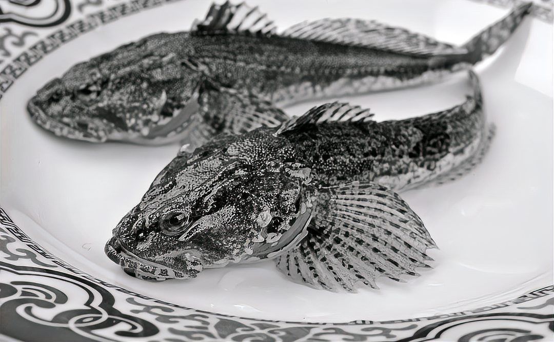 老虎魚鱸魚