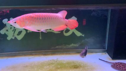 龍魚頭上發白是什么病癥引起的：龍魚頭上發白是什么病癥引起的，
