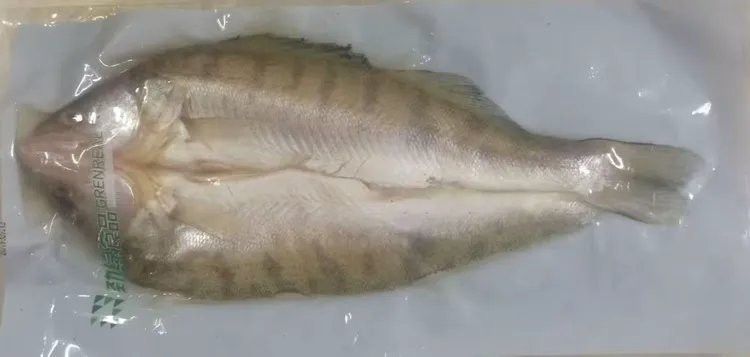 天山雪龍魚產地是哪里