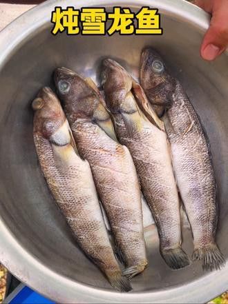 天山雪龍魚產地是哪里