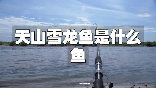 天山雪龍魚產地是哪里