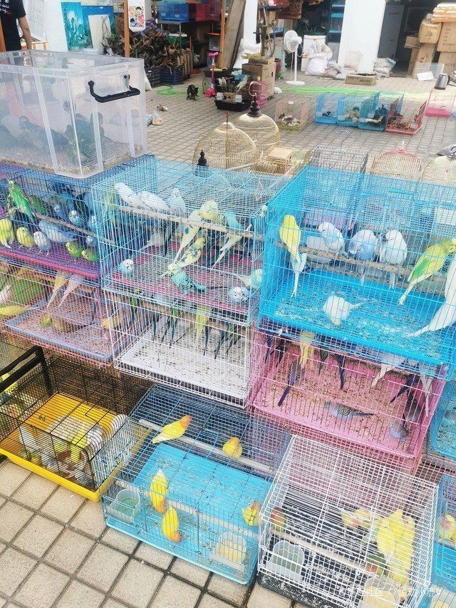 龍崗觀賞魚批發市場