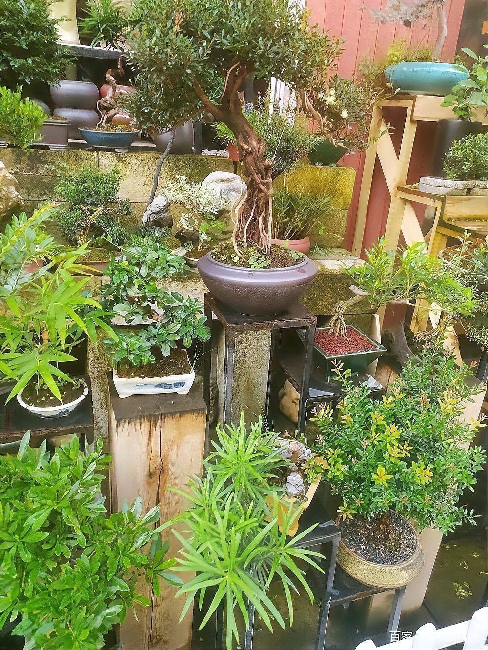 龍崗觀賞魚批發市場