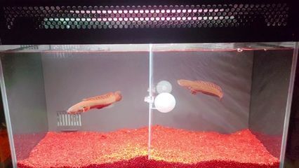雷龍魚飼養難度排行：雷龍魚的飼養難度及種類