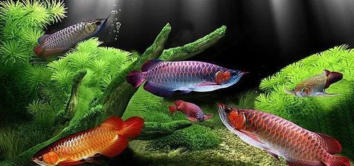 泥鰍喂龍魚要去粘液嗎：泥鰍喂龍魚要去粘液嗎泥鰍喂龍魚要去粘液嗎 泥鰍喂龍魚要去粘液嗎：泥鰍喂龍魚要去粘液嗎泥鰍喂龍魚要去粘液嗎 龍魚百科 第3張