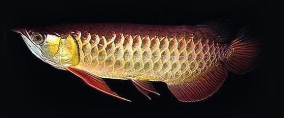 全過背金龍魚:全過背金龍魚的特征和飼養方法 龍魚百科 第3張 全過背金龍魚:全過背金龍魚的特征和飼養方法 全過背金龍魚:全過背金龍魚的特征和飼養方法 龍魚百科 第3張