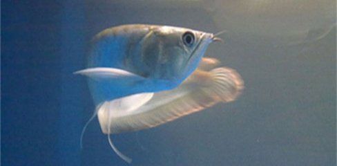 銀龍魚攻擊其他魚（為什么銀龍魚會攻擊其他魚類？）