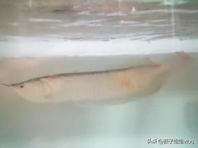 銀龍魚攻擊其他魚（為什么銀龍魚會攻擊其他魚類？）