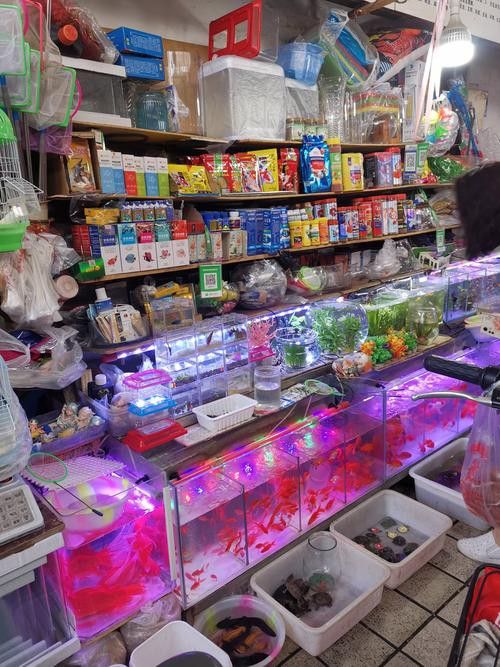 這些觀賞魚的市場供應情況如何？