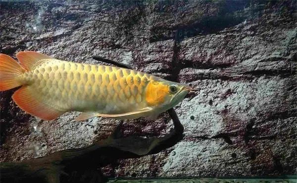 龍魚拉弗便 龍魚百科 第6張 龍魚拉弗便 龍魚拉弗便 龍魚百科 第6張