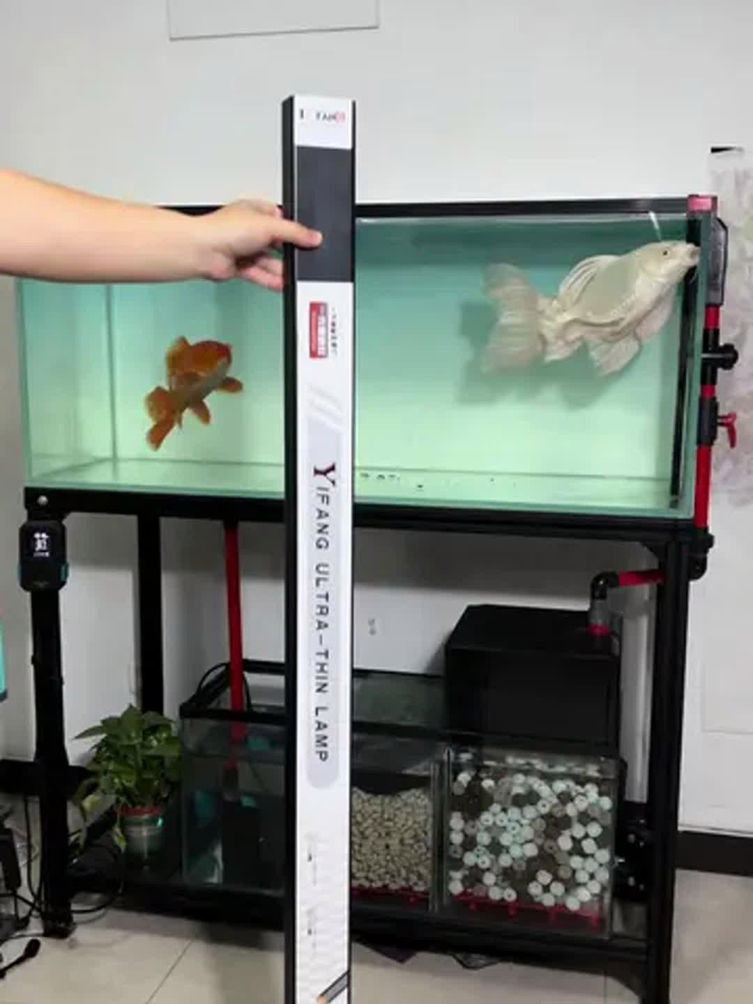 銀龍魚需要哪些照明設備？