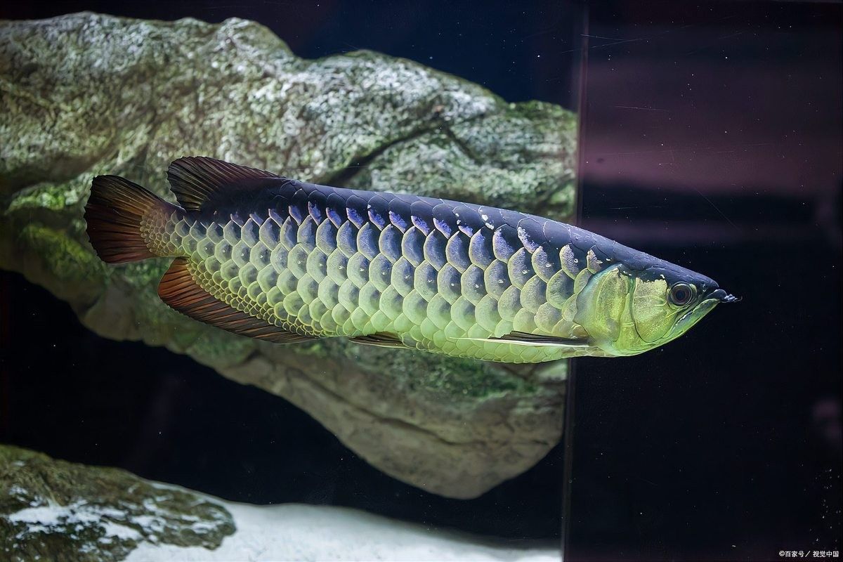 銀龍魚需要哪些照明設備？