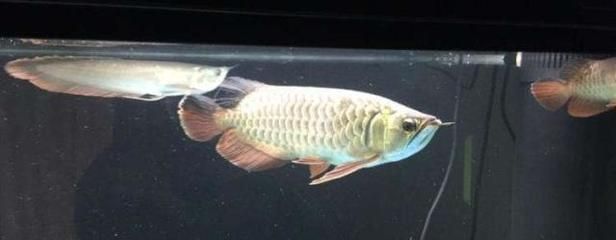 為什么用完龍魚5號藥魚會死（使用龍魚5號藥后魚死亡的原因）