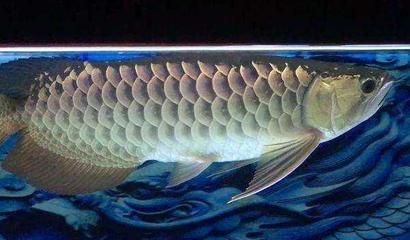 為什么用完龍魚5號藥魚會死（使用龍魚5號藥后魚死亡的原因）