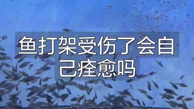 龍魚撞缸受傷能自愈嗎 龍魚百科 第1張 龍魚撞缸受傷能自愈嗎 龍魚撞缸受傷能自愈嗎 龍魚百科 第1張